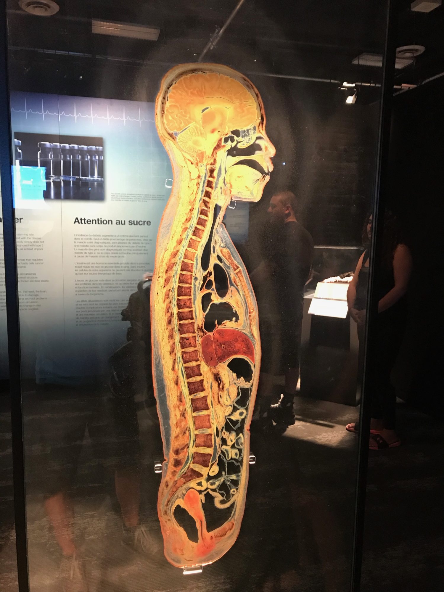 Your Amazing Body The Inside Story Ascension Chiropractic Health Centre