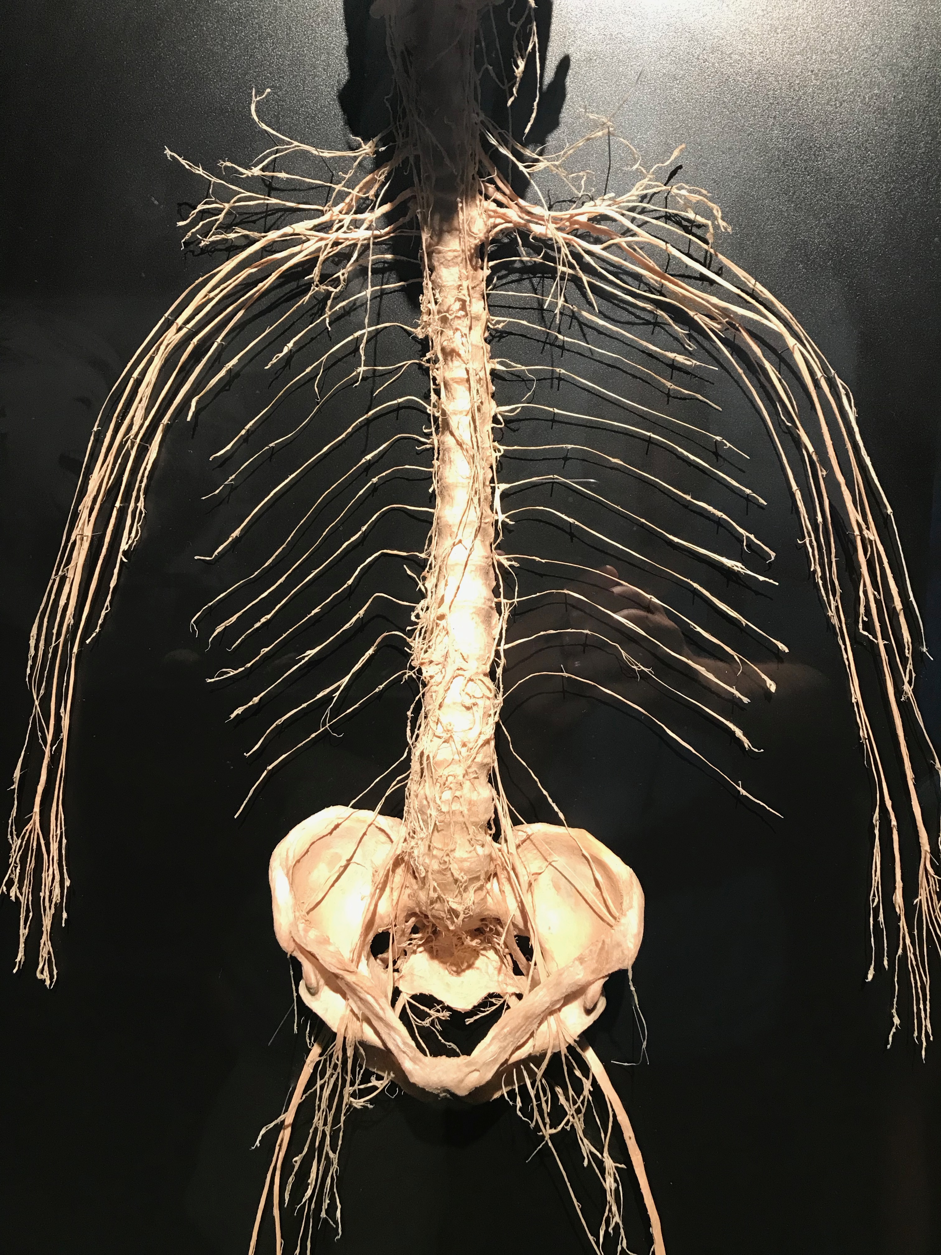 real spinal cord